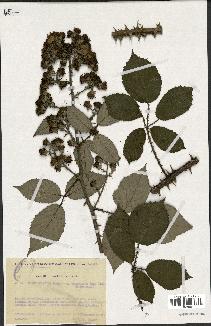 spécimen de Rubus gilloti