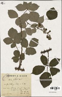 spécimen de Rubus gilloti