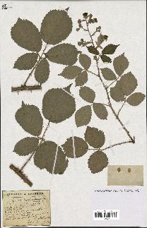 spécimen de Rubus propinquus