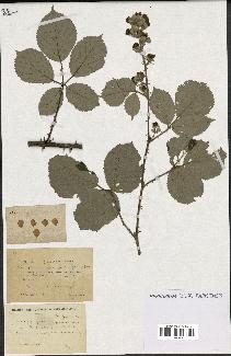 spécimen de Rubus propinquus