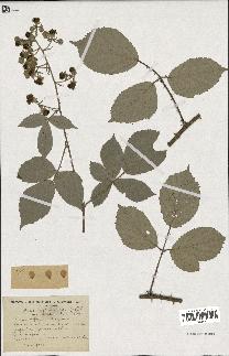 spécimen de Rubus propinquus