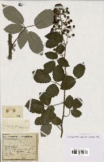 spécimen de Rubus nothus