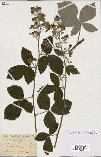 spécimen de Rubus nothus