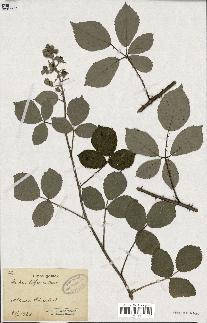 spécimen de Rubus bifrons