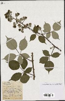 spécimen de Rubus cuspidifer