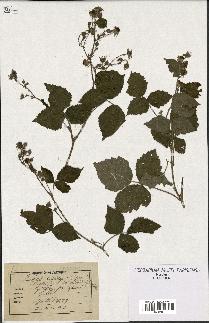 spécimen de Rubus ligerinus