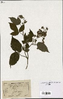 spécimen de Rubus glandulosus