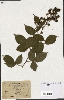 spécimen de Rubus glandulosus