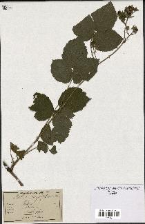 spécimen de Rubus corylifolius