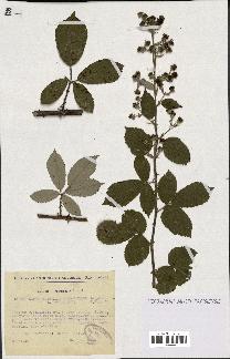 spécimen de Rubus ulmifolius x tomentosus