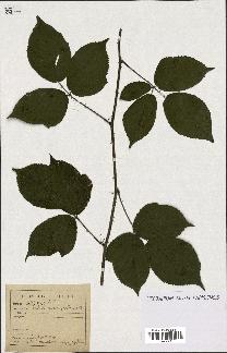 spécimen de Rubus macrophyllus