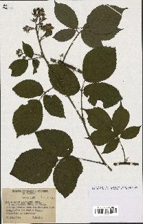 spécimen de Rubus adornatus