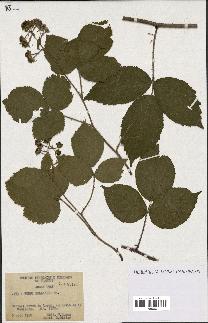 spécimen de Rubus bellardii