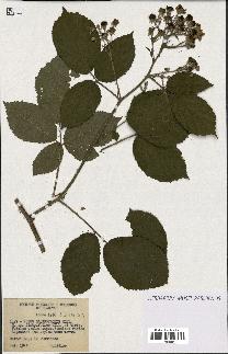 spécimen de Rubus macrostachys