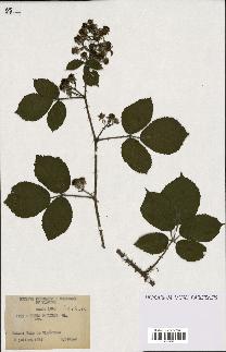 spécimen de Rubus pallidus