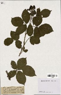 spécimen de Rubus hypomalacus