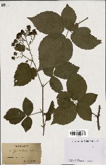 spécimen de Rubus hypomalacus