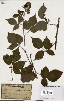 spécimen de Rubus cruentatus