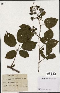 spécimen de Rubus phyllothyrsus