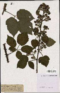 spécimen de Rubus vestitus