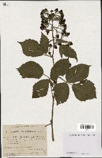 spécimen de Rubus thyrsiflorus