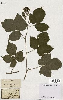 spécimen de Rubus hirsutus