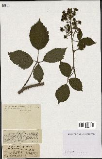 spécimen de Rubus insericatus