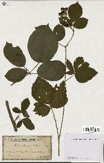 spécimen de Rubus obscurus