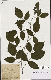 spécimen de Rubus idaeus