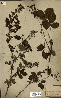 spécimen de Rubus sp.