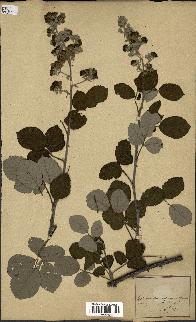 spécimen de Rubus sp.