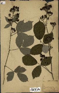 spécimen de Rubus sp.