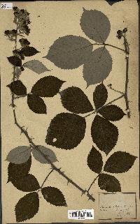 spécimen de Rubus sp.