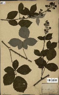 spécimen de Rubus sp.