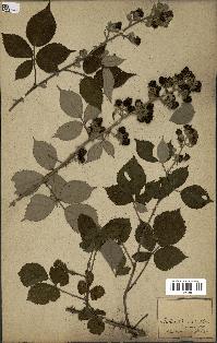 spécimen de Rubus sp.
