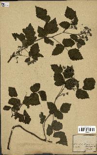 spécimen de Rubus sp.