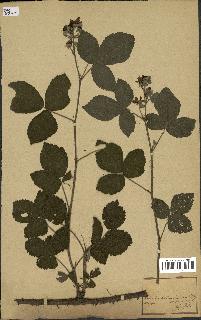 spécimen de Rubus sp.