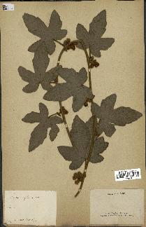 spécimen de Rubus moluccanus