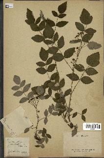 spécimen de Rubus sp.
