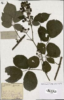 spécimen de Rubus sp.