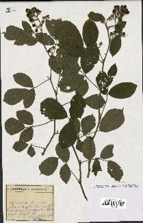 spécimen de Rubus sp.