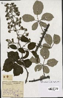spécimen de Rubus sp.