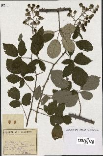spécimen de Rubus sp.