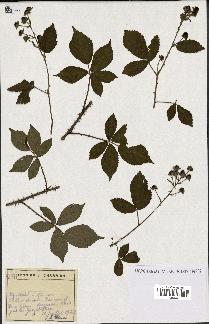 spécimen de Rubus sp.