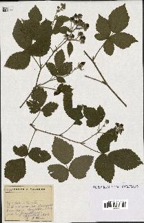 spécimen de Rubus sp.