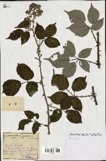 spécimen de Rubus sp.