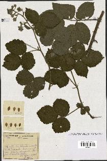spécimen de Rubus sp.