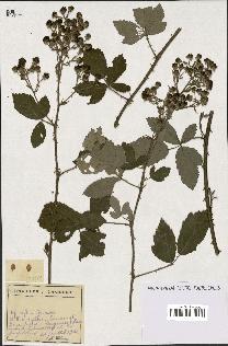 spécimen de Rubus sp.
