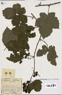 spécimen de Rubus sp.