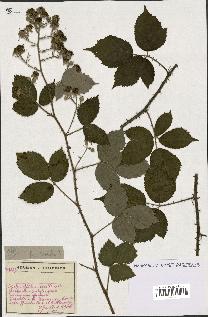 spécimen de Rubus sp.